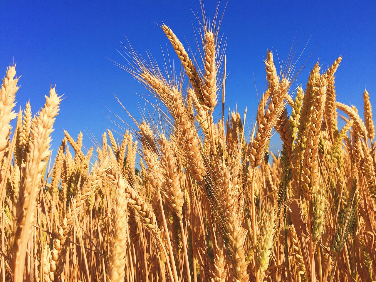 В августе установлен исторический рекорд по месячному экспорту российской пшеницы 