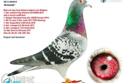 Бельгийского почтового голубя продали на аукционе за €1,25 млн