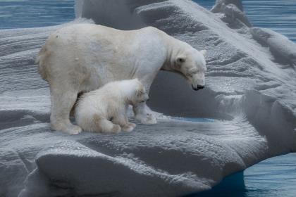 Подкомиссия ООН признала часть Арктики продолжением континентального шельфа России